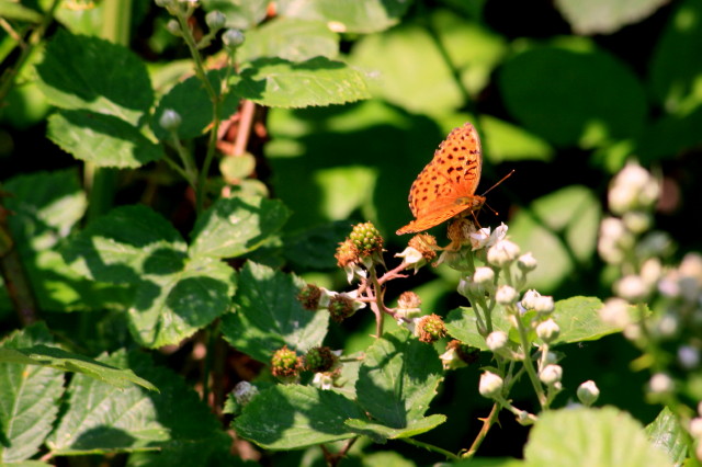 ID: Nymphalidae